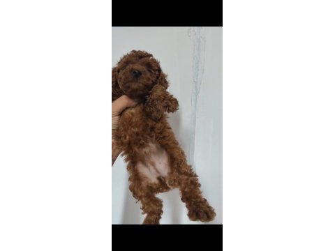 Kore ve toy poodle yavrularımız