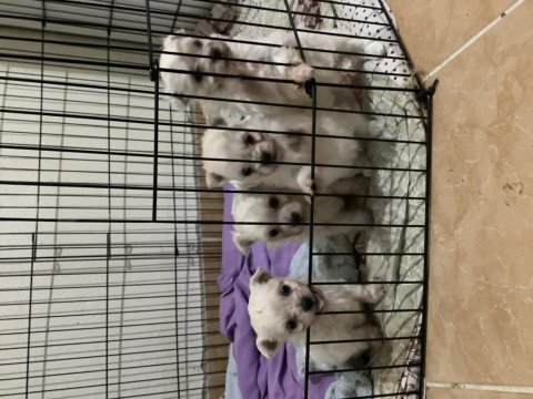 45 günlük maltipoo yavrular
