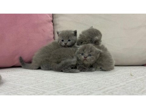 Cins british shorthair yavrularımız yuvalarını arıyor