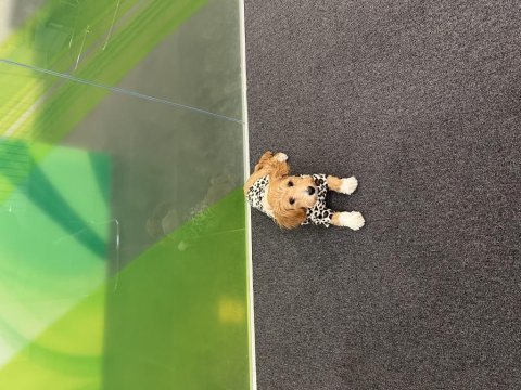 5 aylık maltipoo aşıları tam kıyafet aksesuarlar hediye