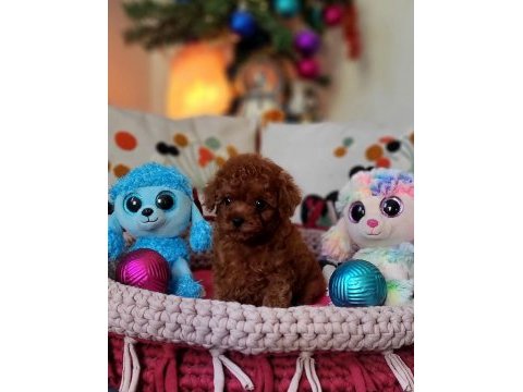 Şecereli mini boy kore toy poodle yavrularımız