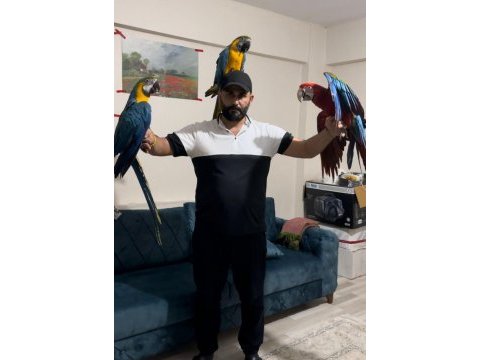 Özel kuş isteyen buyursun ara macaw