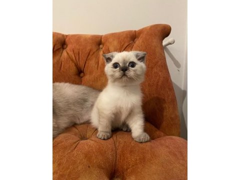Mavi gözlü yaramaz prens kedimiz