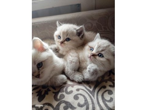 Efsane british shorthair bebeklerim