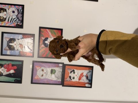 Poodle kurabiyelerim yeni ailesini arıyor