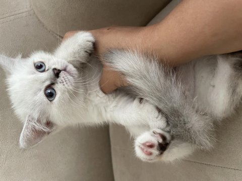 1 aylık british shorthair özel kediler