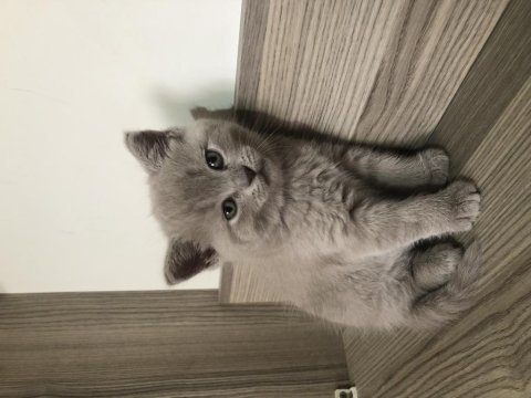 Safkan british shorthair dişi top kafa