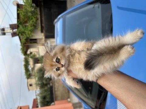 British shorthair yavrularım