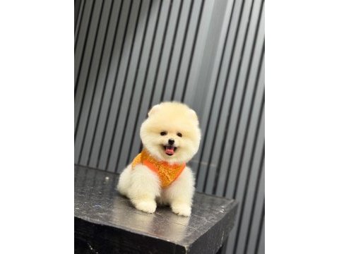 Sağlık ve ırk garantili pomeranian