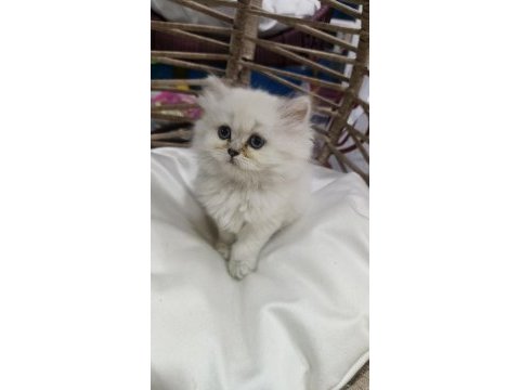 Dişi 2 aylık british longhair