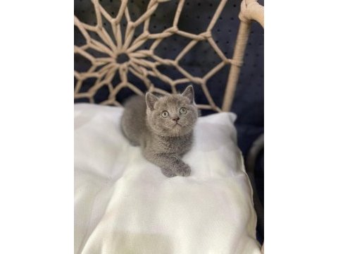 Yeni gelen british shorthair güzellikler