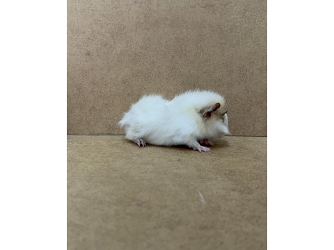 Ginepig yavrularımız gün içi gönderim sağlanmakta