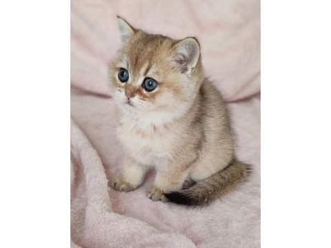 Safkan british shorthair