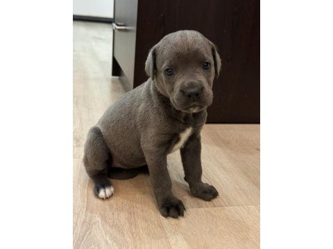 Sahiplendirme cane corso 1,5 aylık