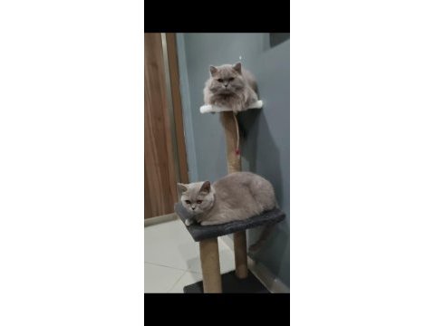 British shorthair dişi kedimiz