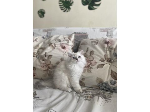 2 buçuk aylık dişi british longhair yavrumuz