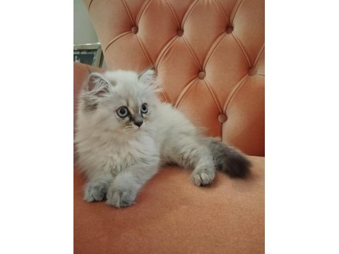 British longhair 2,5 aylık