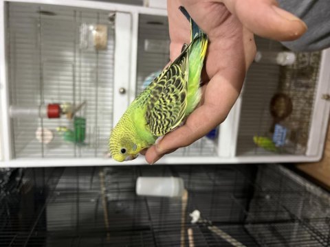 Yeni yeme düşen muhabbet kuşu yavrular
