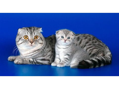 Scottish fold kittens