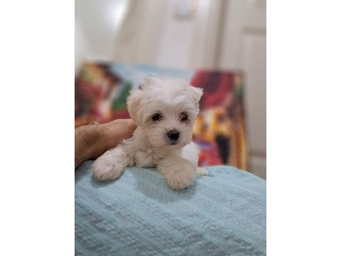 Show kalite maltese bebekler