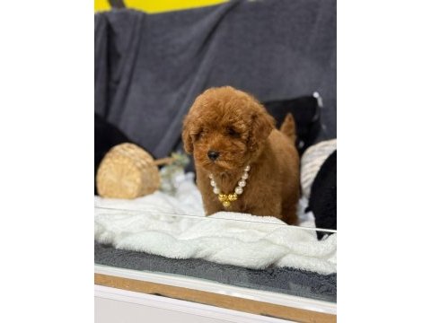 A kalite toy poodle yavrularım
