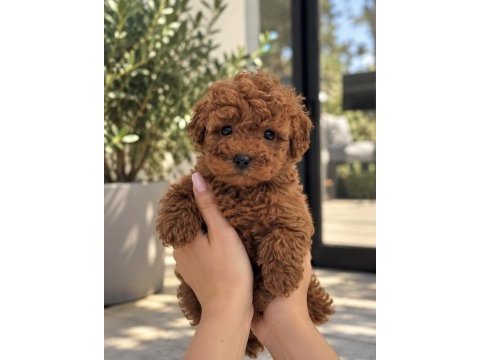 Ailenizin yeni üyesi poodle