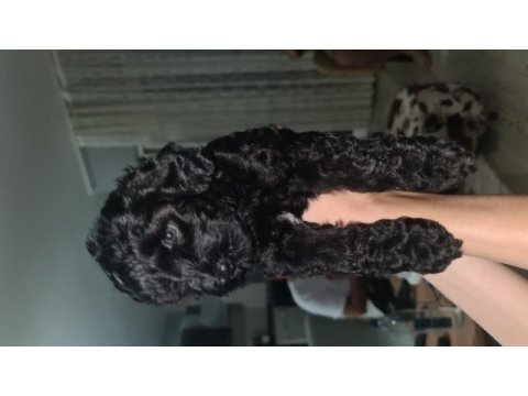 2 aylık siyah toy poodle dişi