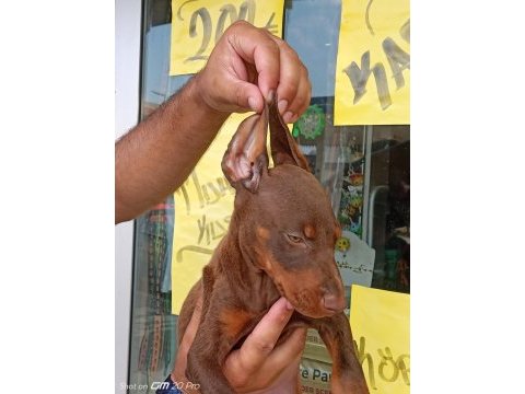 Doberman yavrular 19/05 doğumlu cipli karneli