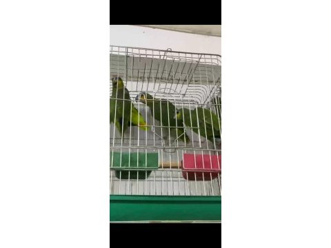Yavru yetiskin cipli faturalı amazonlar