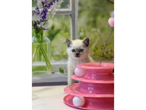 British shorthair yavrularımız 