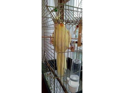 Damızlık dişi sultan papağanı 5 yaşında lutino