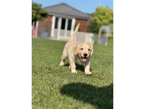 Bir can bir dost golden retriever istiyorsanız bizi arayın