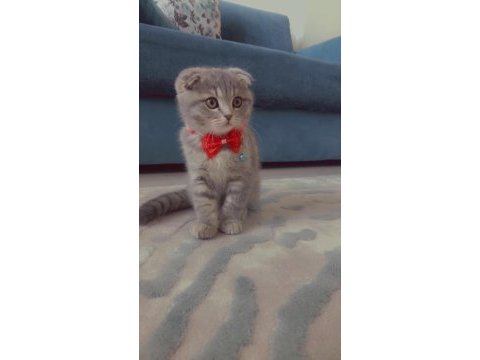 Dişi scottish fold