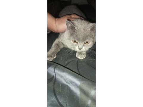 3 aylık dişi british shorthair