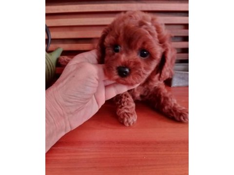 Çok tatlı korekan dişi poodle yavrusu