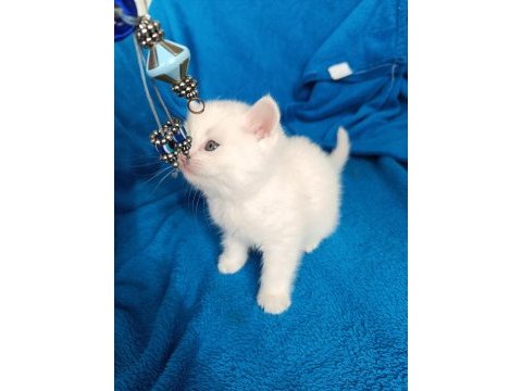 British shorthair 2 aylık dişi ve erkek