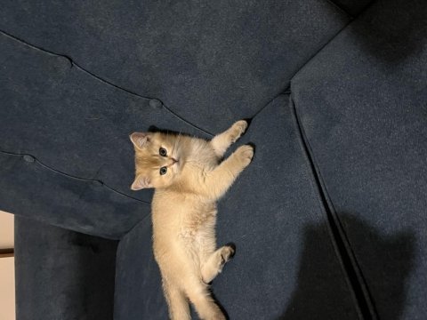 British shorthair