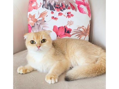 Scottish fold golden ırk garantili dişi