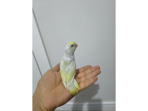 Yavru forpus papağanı