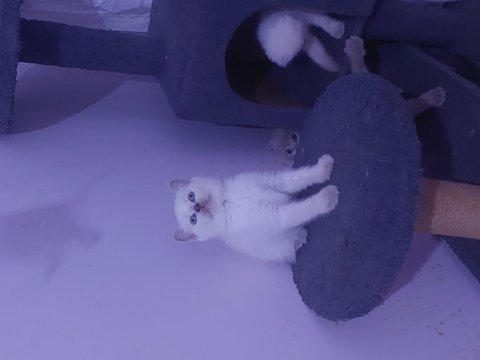 Kalıte bızde güven bizde showroom cins kediler