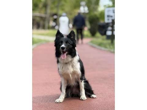 Köpeğimizden daha akıllısı yok