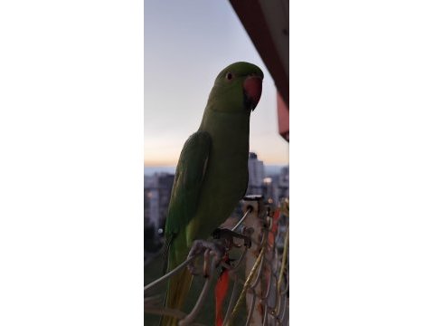 Yeni yeme düşmüş bebek pakistan papağanlarımız