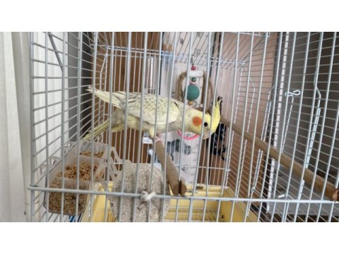 7-8 aylık sultan papağanı