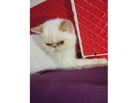 İran exotic red point
