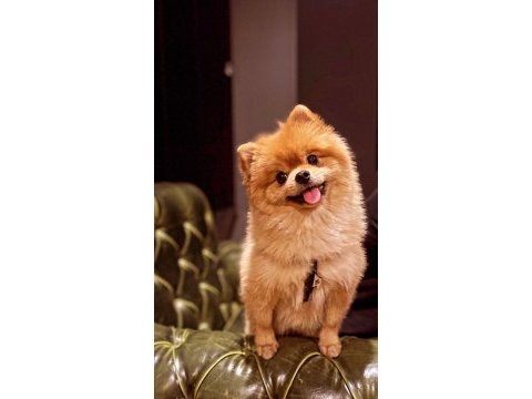 Pomeranian boo 4 yaşında