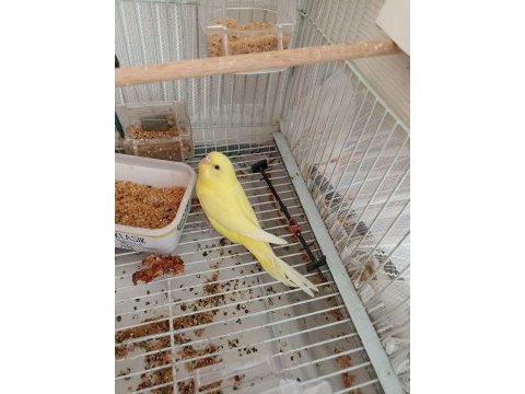 45 günlük üç adet yavru muhabbet kuşu