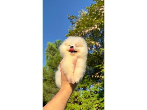 Pomeranian teddy bear 