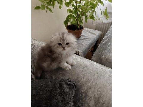 Ayıcık yüzlü scottish fold yavrular