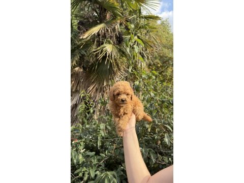 Uygun ve kaliteli poodle yavrumuz