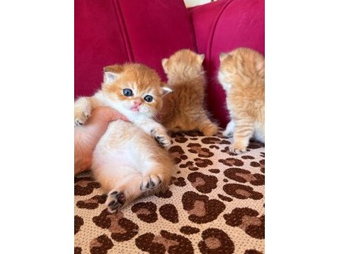 Safkan british shorthair golden bebekler
